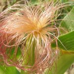 Cataplasma con setole di mais rimedio naturale per articolazioni dolorose e infiammazioni (modo di preparazione e applicazione)