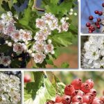 Il biancospino: il medicinale naturale per il cuore e non solo – benefici, dosaggio, precauzioni