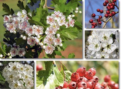 Il biancospino: il medicinale naturale per il cuore e non solo – benefici, dosaggio, precauzioni
