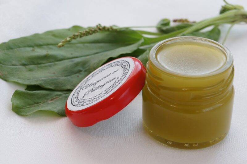 Unguent di Plantago e cera d’api (ricetta) per una rapida guarigione della pelle