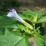 La Datura: tossicità e potenziale medico: cosa dicono gli studi