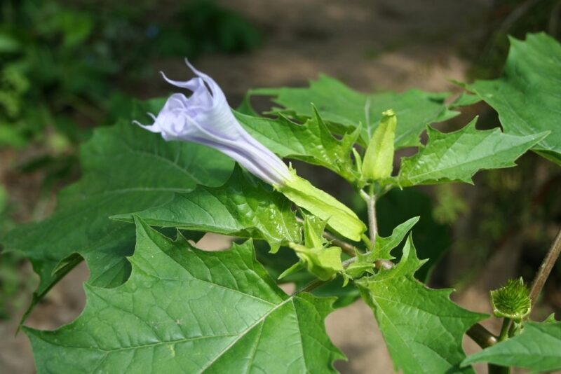 La Datura: tossicità e potenziale medico: cosa dicono gli studi