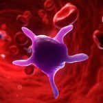 Pulizia del sangue con piante medicinali: ricette, benefici e controindicazioni