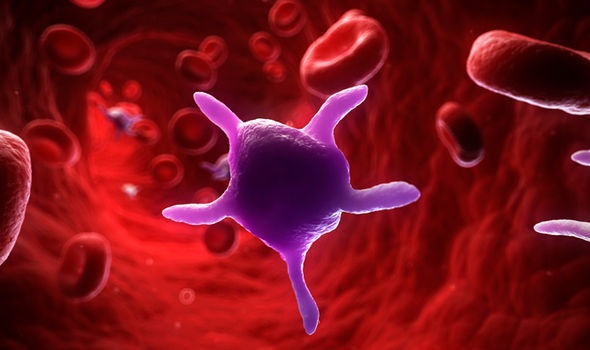 Pulizia del sangue con piante medicinali: ricette, benefici e controindicazioni