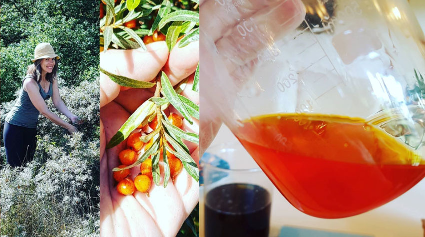 Olio di olivello spinoso: l’olio greco antico che combatte le malattie maggiori e che puoi preparare a casa