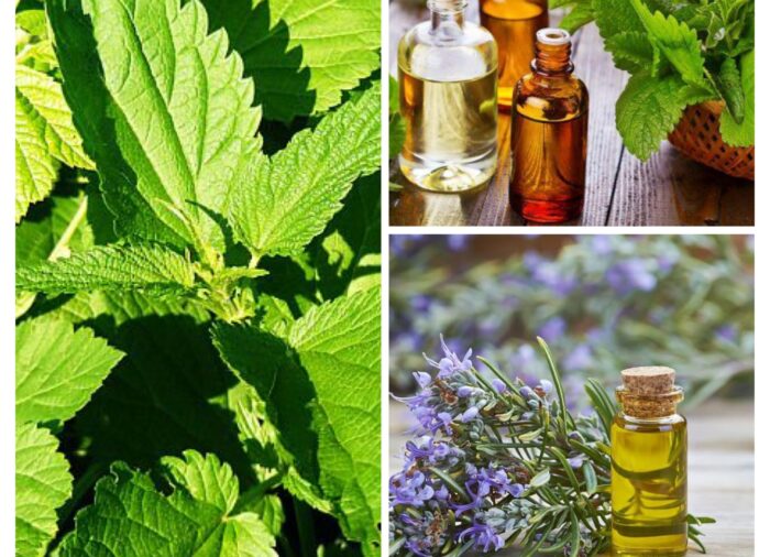 Come fare in casa olio di rosmarino e ortica: ricetta semplice e benefici