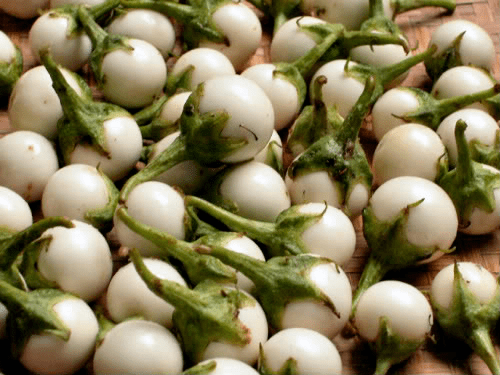 Melanzane africane: utilizzi, benefici e ricette