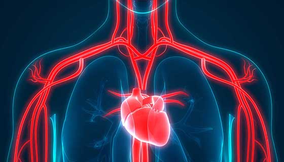 Ricette e consigli per la pulizia delle arterie e il mantenimento della salute del cuore