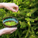 11 proprietà curative degli aghi di pino