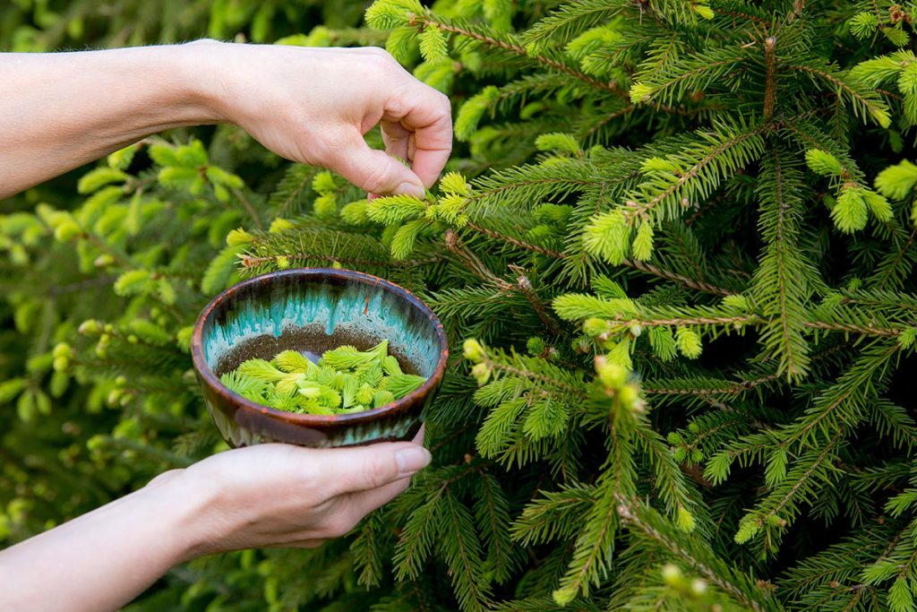 11 proprietà curative degli aghi di pino