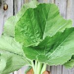 Perché consumare foglie di zucca: 10 benefici poco conosciuti