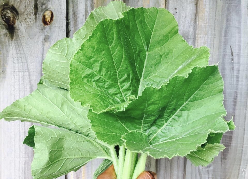 Perché consumare foglie di zucca: 10 benefici poco conosciuti