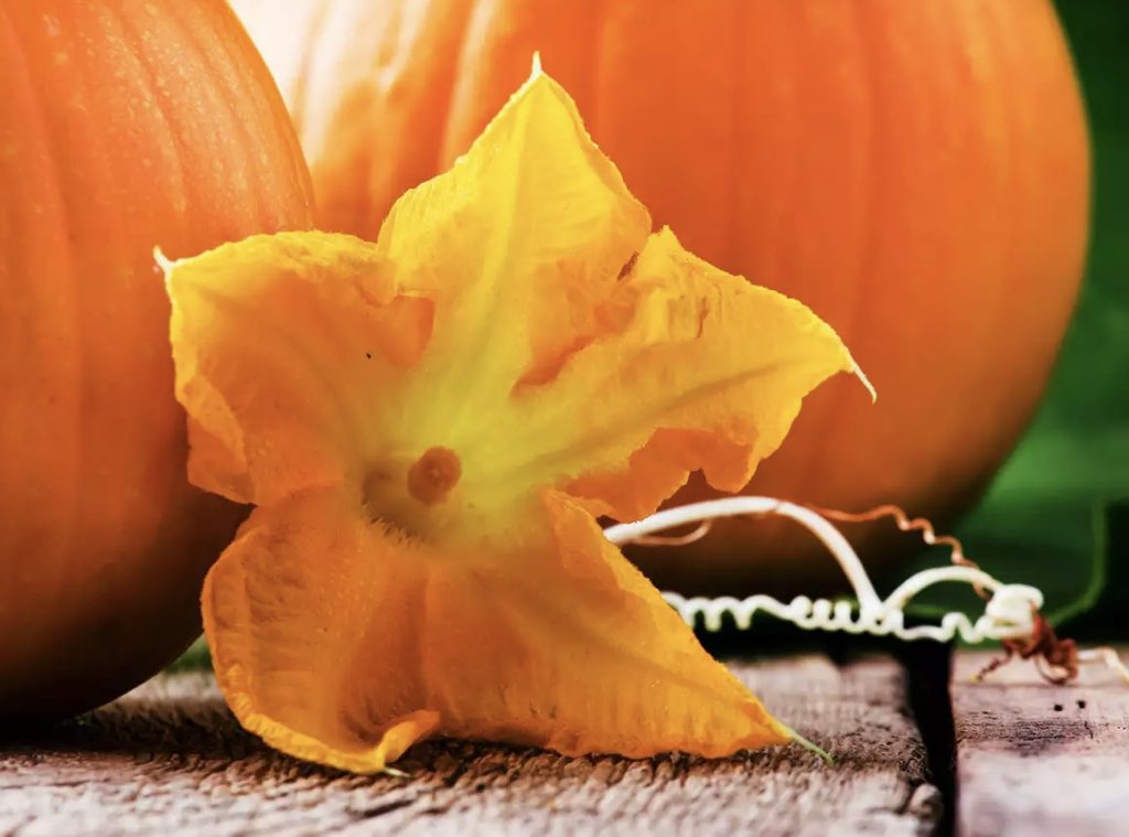I fiori di zucca, deliziosi e molto salutari: a cosa servono e come consumarli