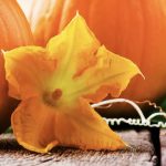 I fiori di zucca, deliziosi e molto salutari: a cosa servono e come consumarli
