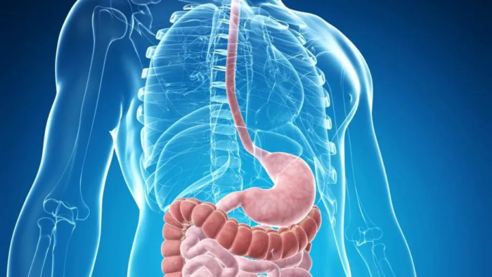 Finocchio e anice: la combinazione perfetta per una digestione sana e un’immunità forte