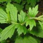 Radice di cerenel: come usarla correttamente per infezioni e infiammazioni (benefici, modalità di somministrazione, ricette, controindicazioni)