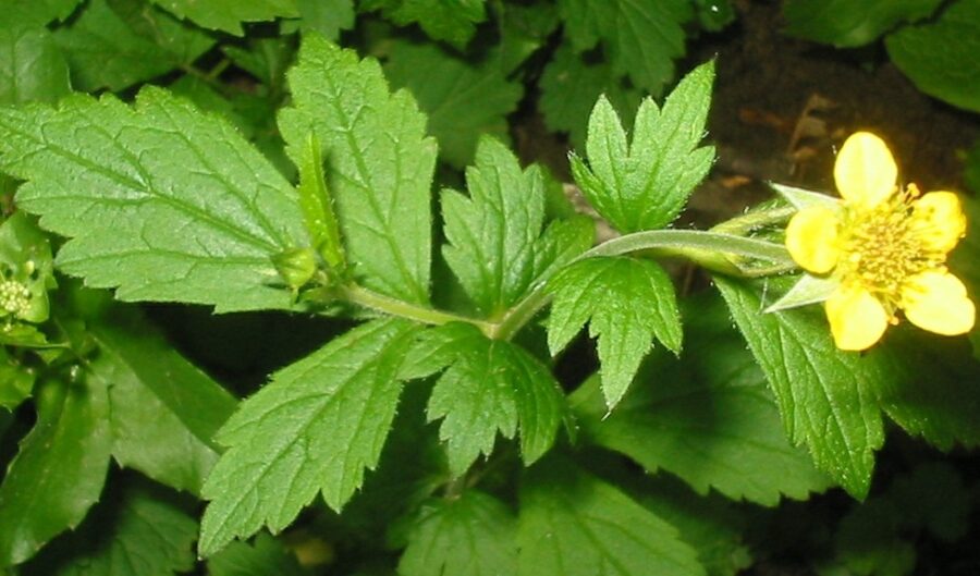 Radice di cerenel: come usarla correttamente per infezioni e infiammazioni (benefici, modalità di somministrazione, ricette, controindicazioni)