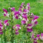 Gura-leului (Antirrhinum majus)  Il fiore che unisce bellezza e guarigione. Cosa dicono gli studi e gli esperti