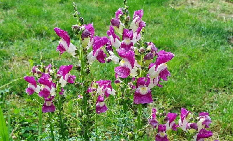 Gura-leului (Antirrhinum majus) Il fiore che unisce bellezza e guarigione. Cosa dicono gli studi e gli esperti