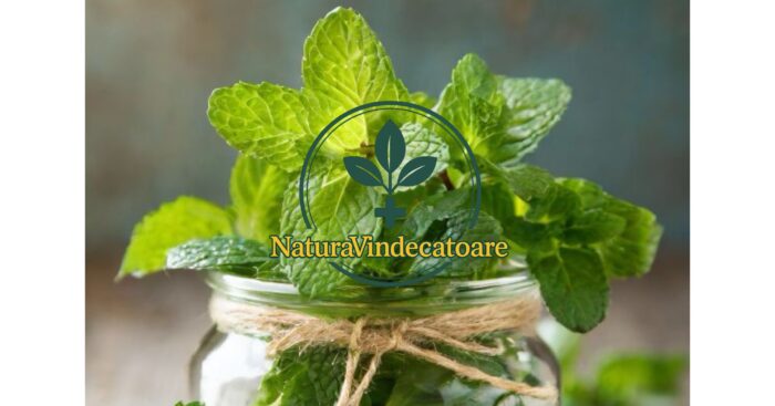 Come utilizzare le foglie di menta per la digestione