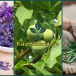 Il rimedio di Maria Treben per la circolazione cerebrale e la memoria: Rosmarino, foglie di noce e lavanda
