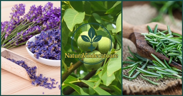 Il rimedio di Maria Treben per la circolazione cerebrale e la memoria: Rosmarino, foglie di noce e lavanda