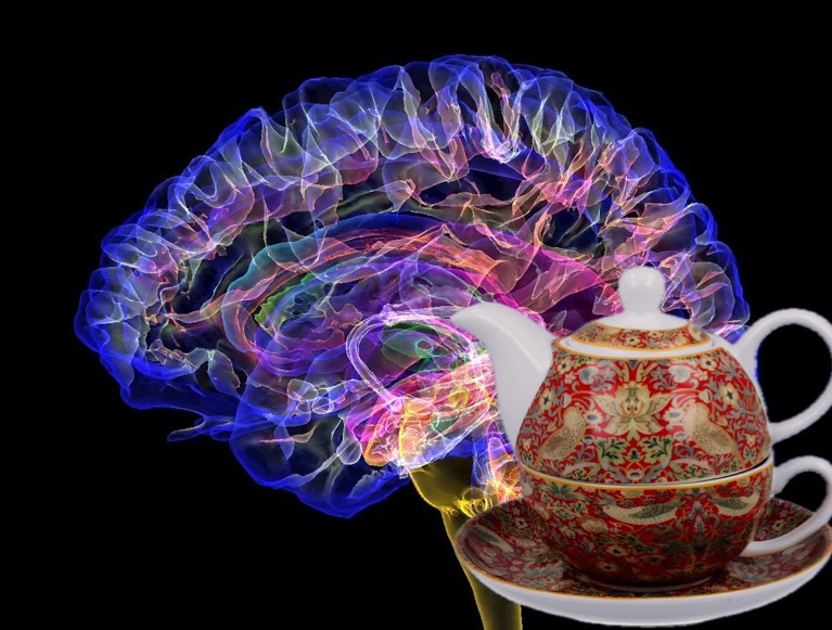 Tisane e tinture che migliorano la concentrazione e la memoria (ricette e consumo)