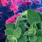 La pianta che inibisce lo sviluppo di batteri resistenti agli antibiotici (ricette e modalità d’uso)