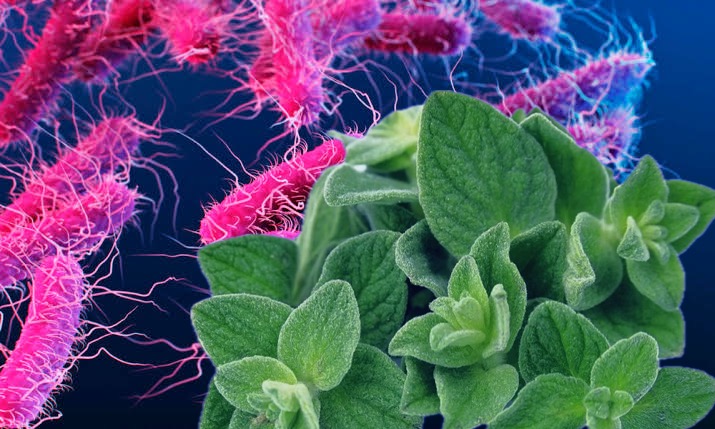 La pianta che inibisce lo sviluppo di batteri resistenti agli antibiotici (ricette e modalità d’uso)