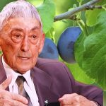 Rimedio con foglie di prugno e latte di capra dalle opere di Ovidiu Bojor: Elixir per i vasi sanguigni