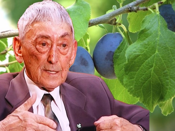 Rimedio con foglie di prugno e latte di capra dalle opere di Ovidiu Bojor: Elixir per i vasi sanguigni