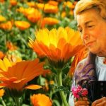 La ricetta del tè con calendula, achillea e iperico: la ricetta di Maria Treben per fegato e bile