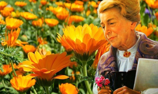 La ricetta del tè con calendula, achillea e iperico: la ricetta di Maria Treben per fegato e bile