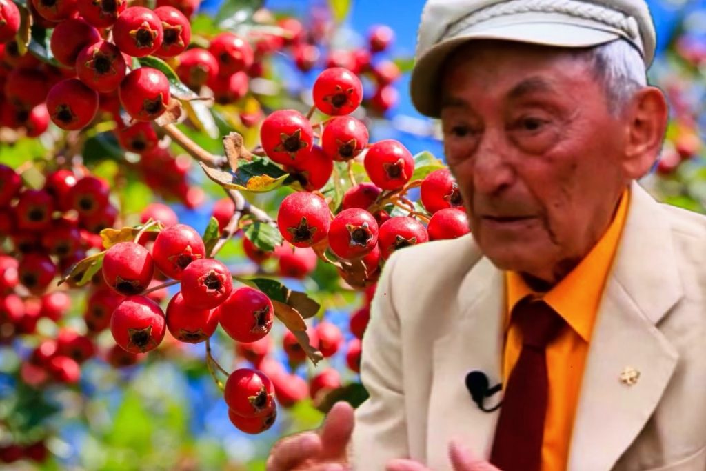 Il Pungitello e la salute del cuore: le raccomandazioni di Ovidiu Bojor (ricette)