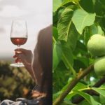Il rimedio delle foglie di noce e vino rosso per la circolazione sanguigna