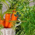 Cosa succede se si bolle le foglie di carota e si beve il tè