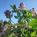 Alfalfa: la pianta che ripristina il sangue, remineralizza le ossa e regola gli ormoni: cosa dicono gli studi recenti