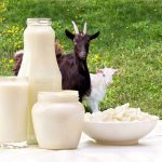 Il latte di capra per i polmoni: un alleato dimenticato nelle affezioni respiratorie