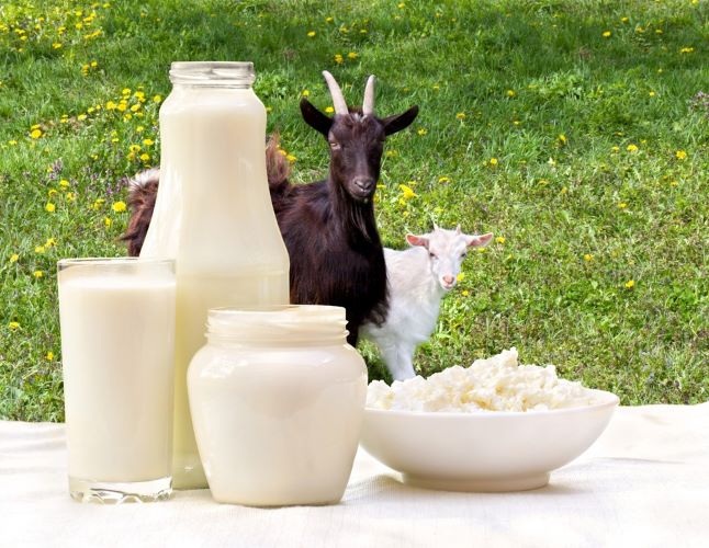 Il latte di capra per i polmoni: un alleato dimenticato nelle affezioni respiratorie