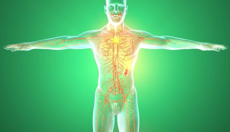 La miscela di piante che purifica la linfa e riduce le infiammazioni in tutto il corpo (preparazione, consumo, controindicazioni)