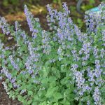 Menta pisicii (Nepeta faassenii) rimedi per ansia, insonnia e disturbi digestivi (modo d’uso e controindicazioni)