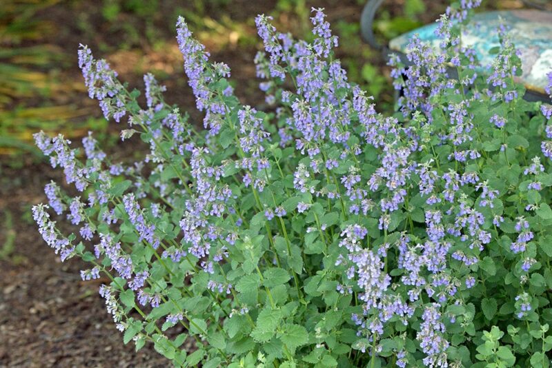 Menta pisicii (Nepeta faassenii) rimedi per ansia, insonnia e disturbi digestivi (modo d’uso e controindicazioni)