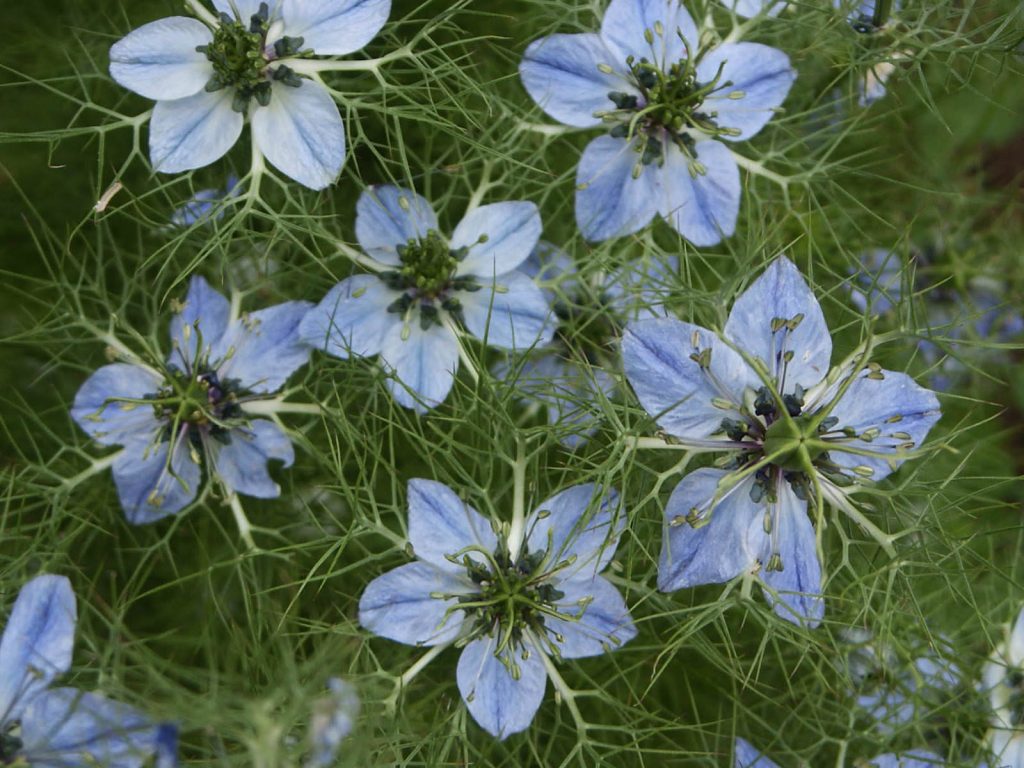 La pianta menzionata nella Bibbia e nel Corano di cui si dice che guarisce ogni malattia
