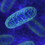 Mitocondri: 10 modi per stimolare la potenza delle tue cellule