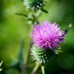 12 benefici del cardo mariano + legame con il glutatione, profilo nutrizionale e controindicazioni