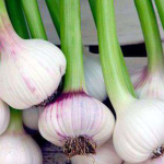 Aglio verde: cosa contiene e a cosa serve