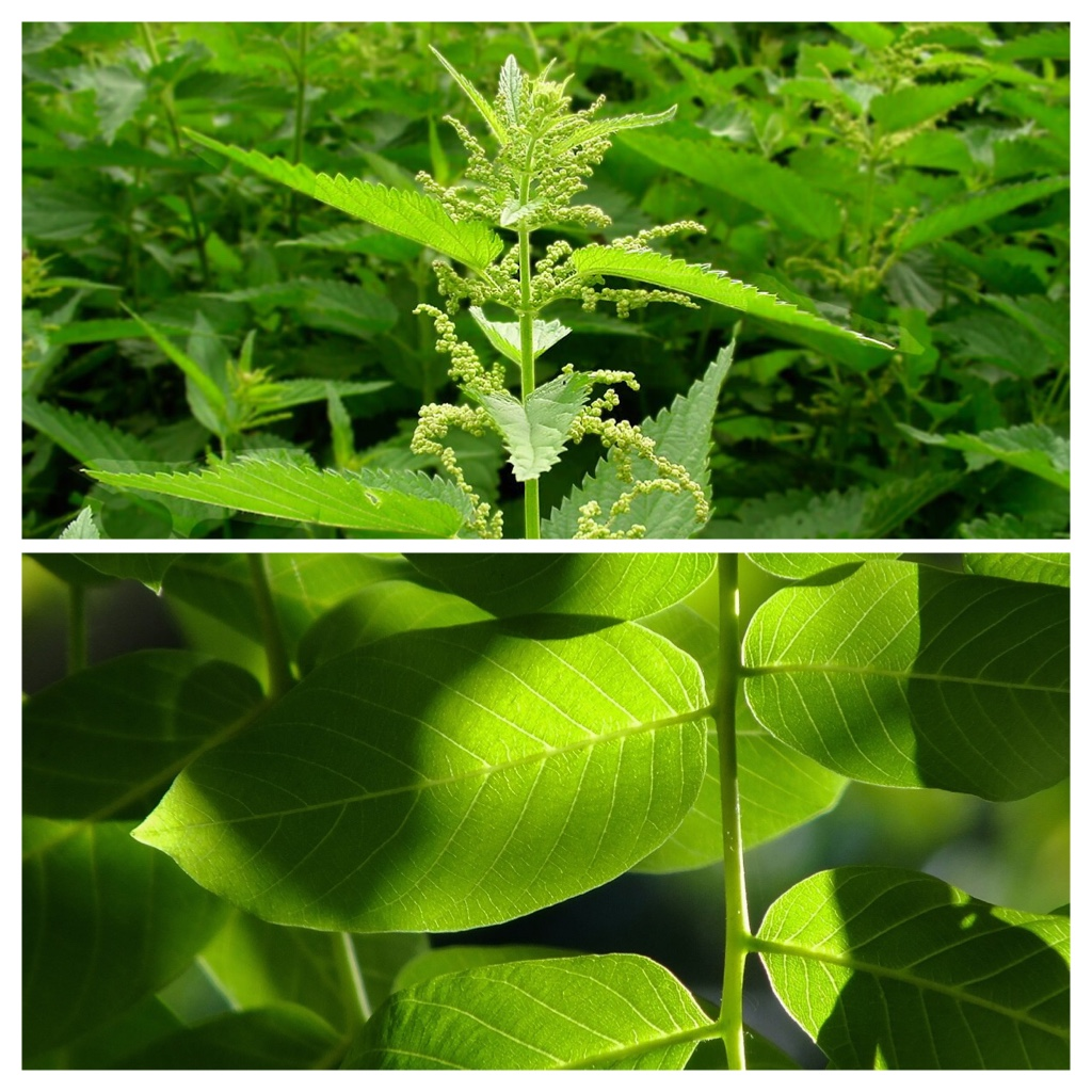 Urtica e le foglie di noce nella lotta contro il diabete