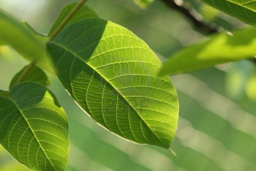 Compressa con foglie di noce: benefici, modalità di applicazione e precauzioni