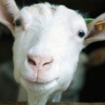 4 motivi per cui il formaggio di capra è migliore di quello di mucca