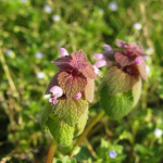 Urzica moart mov (lamium purpureum) una pianta molto preziosa: benefici, utilizzi e precauzioni